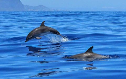 Image for 3. Tamarin Bay - swim with wild dolphins