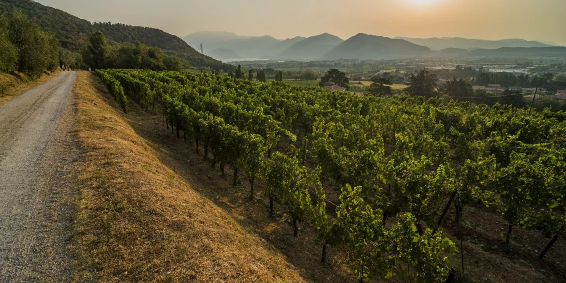 Vineyard | L'Albereta Relais & Chateaux
