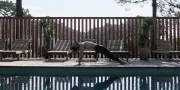 man doing yoga at the pool