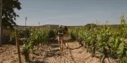 Castilla Termal Monasterio de Valbuena | Vineyard