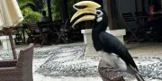 Visitors in Pangkor Laut Resort Malaysia