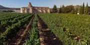 Castilla Termal Monasterio de Valbuena | Vineyard