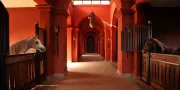 Arabian horses at Selman Marrakech