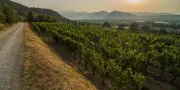 Vineyard | L'Albereta Relais & Chateaux